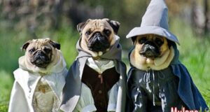 tajna ordena mopsa 33648fe