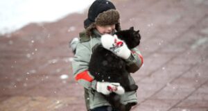 ostorozhno kotik mozhno li gladit i brat na ruki bezdomnyh zhivotnyh 4c7d491