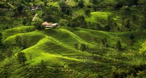 shri lanka snimaet kovidnye ogranichenija 99ec351