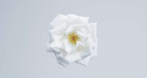 simvol udachi i mnogolikij bog aromaty s notkoj zhasmina c84f1f6