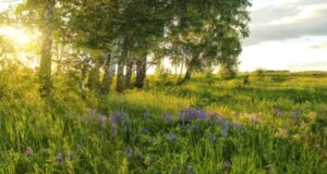 otkryt otbor regionov nanbsppoluchenie subsidij nanbsprazvitie turizma fae4cbf