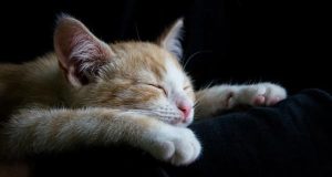 pravilnyj son sushhestvenno snizhaet risk serdechnoj nedostatochnosti issledovanie 5fe9246